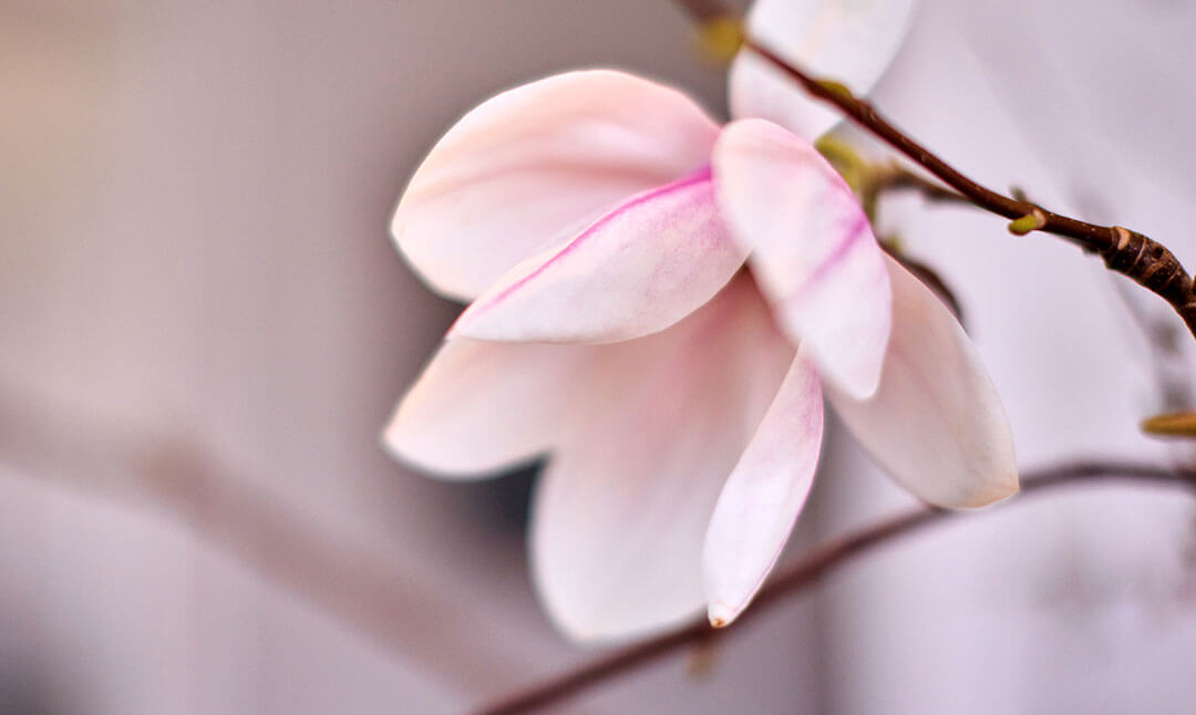 Magnolie im Fokus