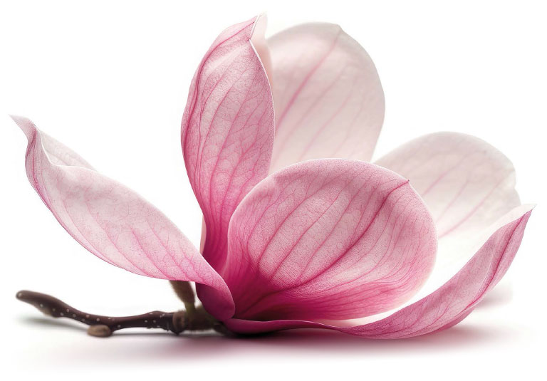 Magnolie